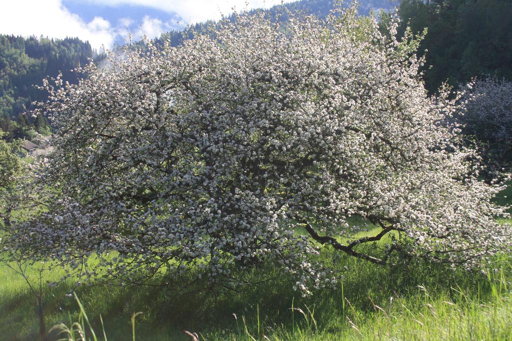 Albergo Diffuso Faller 외부 사진